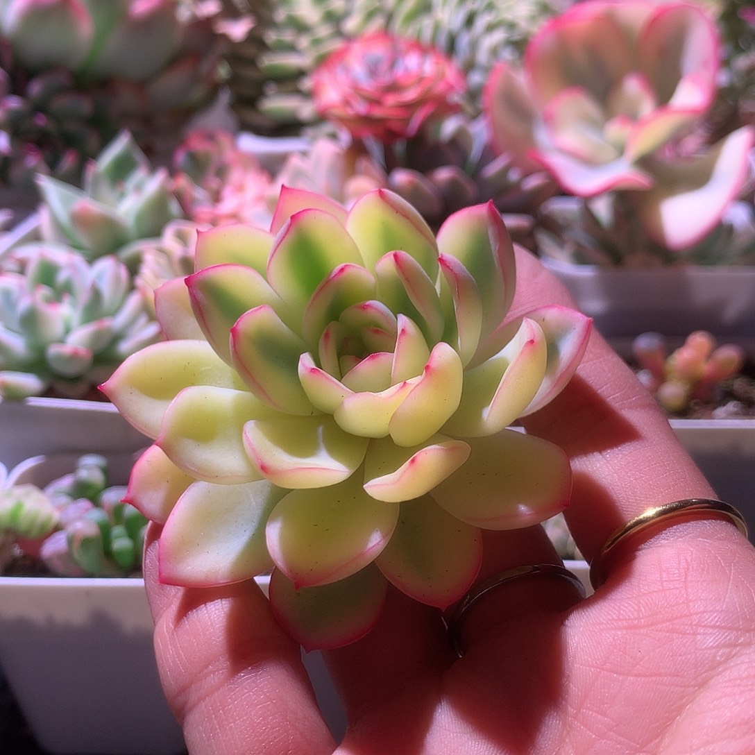 雨燕座锦砍头无根