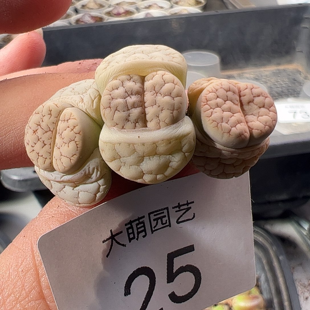 一物一拍。            25