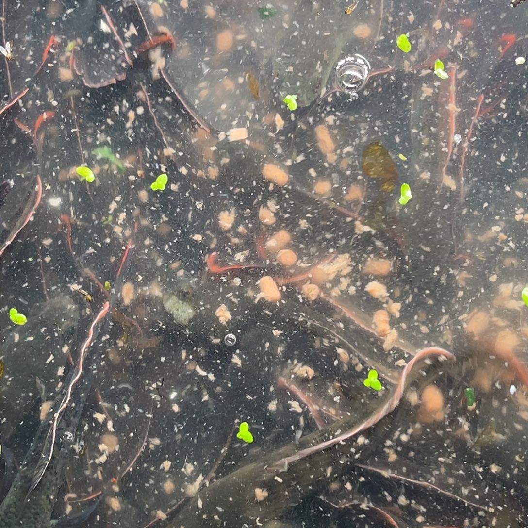 雷龙鱼49号11111111111111