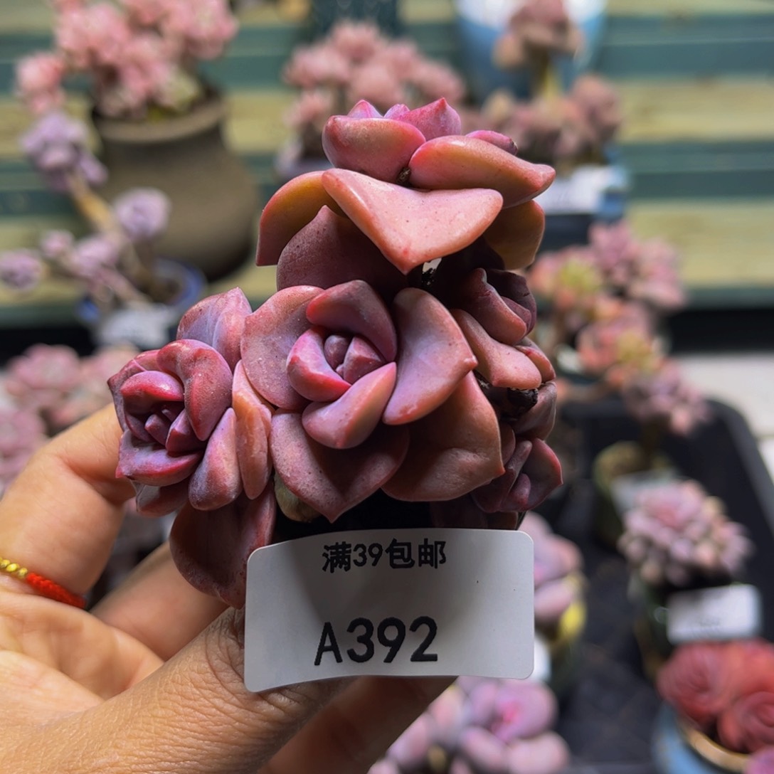 彩虹糖392/4cm多肉