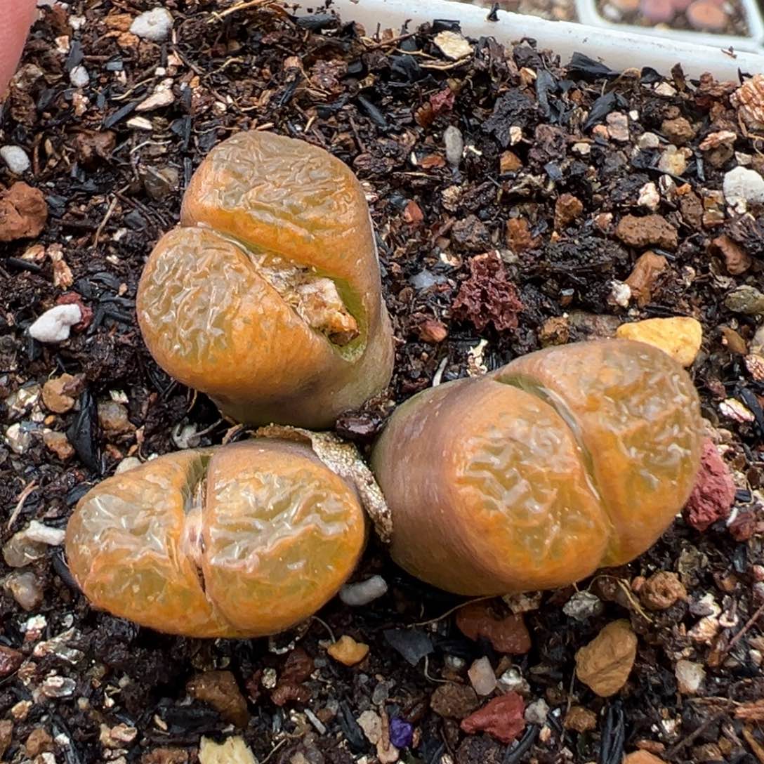 1.12好看的多肉624