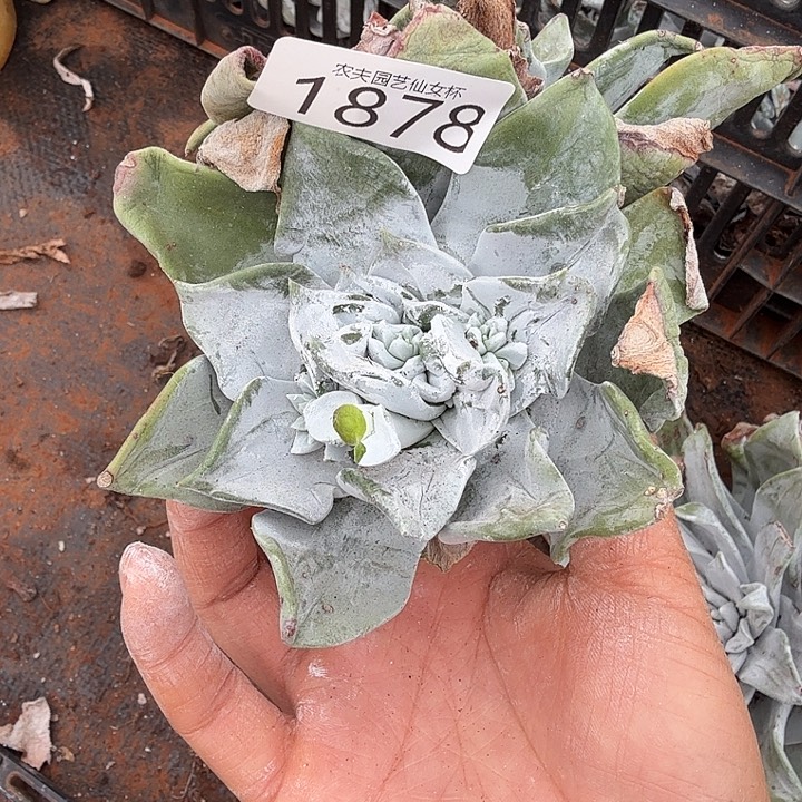 我***p3代杂交仙女杯多肉福利