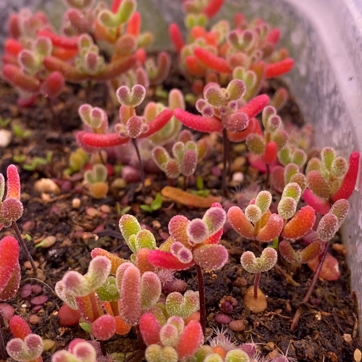 无花朵82混合切糕十个品种。   