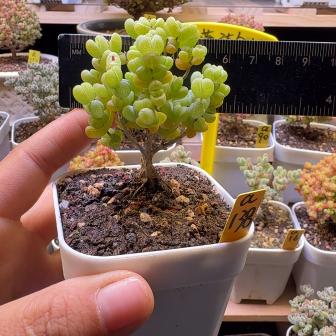 a138号元宝冠服5厘米左右