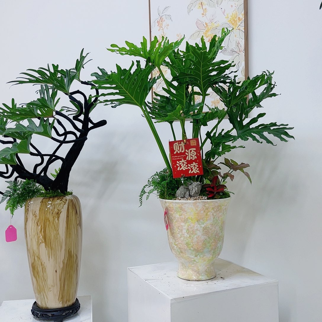 无花朵高端盆景一物一拍