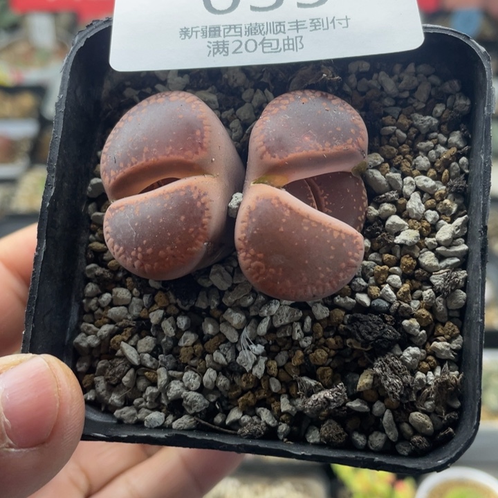 佳人园艺老周多肉上福利啦035