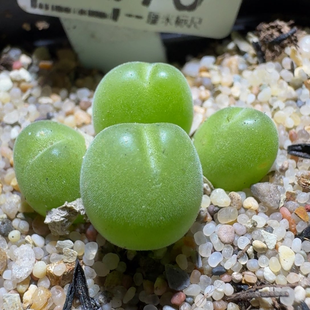 Sss清仓便宜出了1075