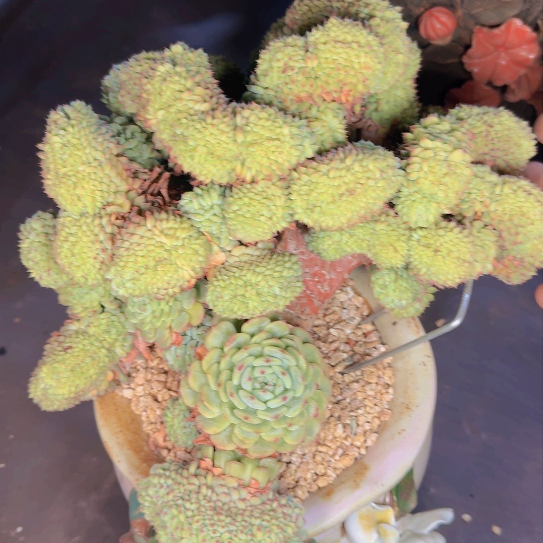 用****7多肉植物的生长发育和