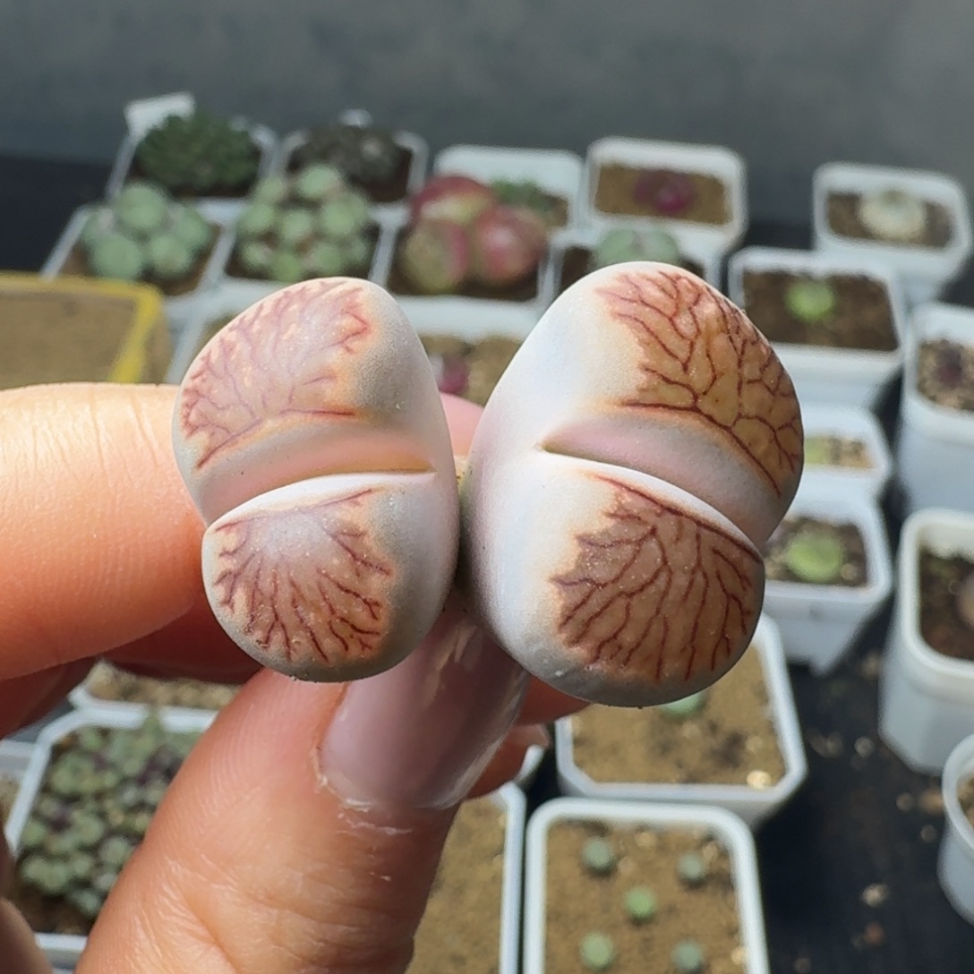 4739双头血管菊一颗