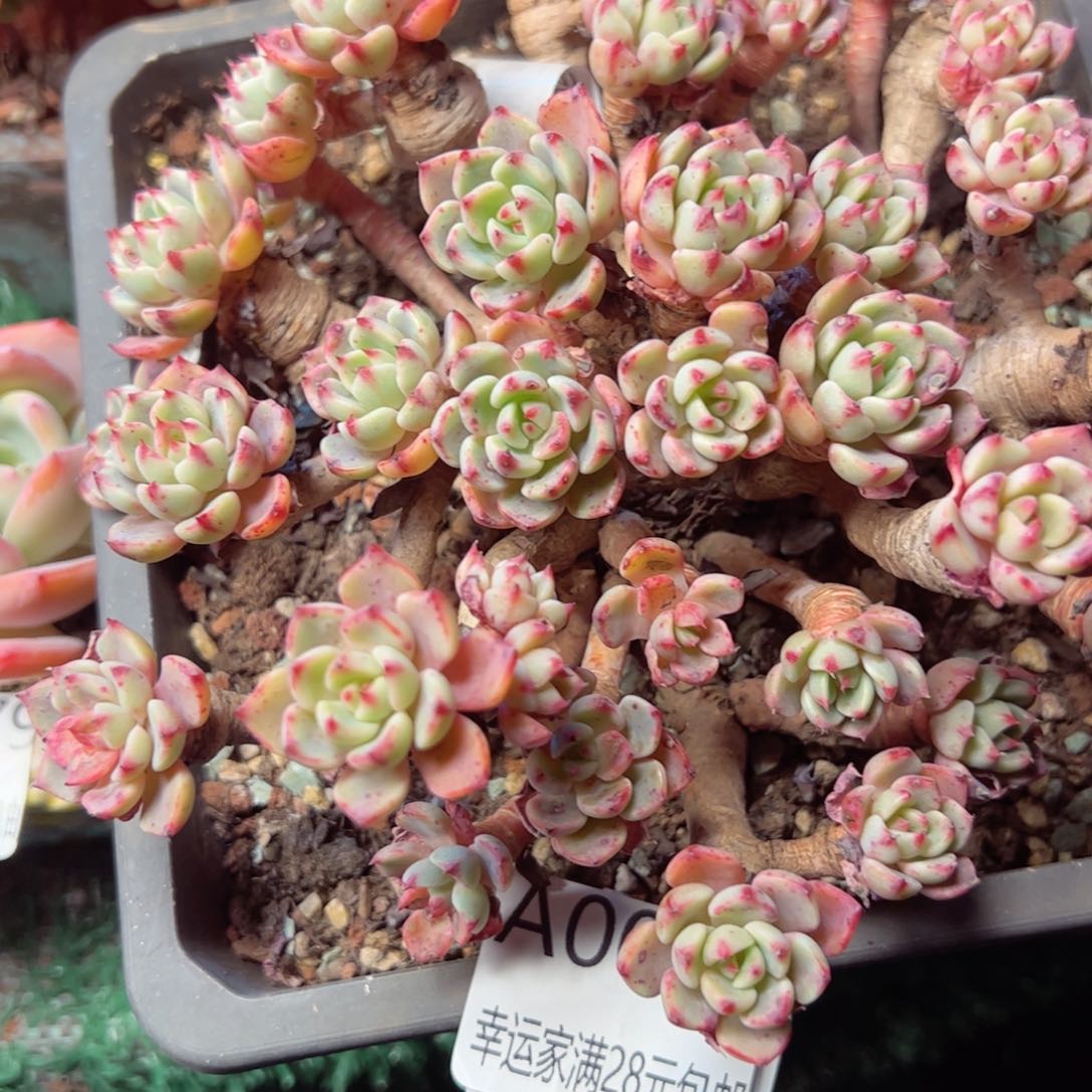 幸运的是我的朋友