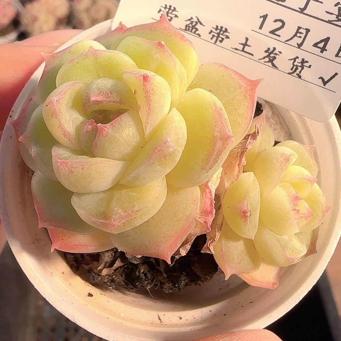 多肉1204-104福利福利