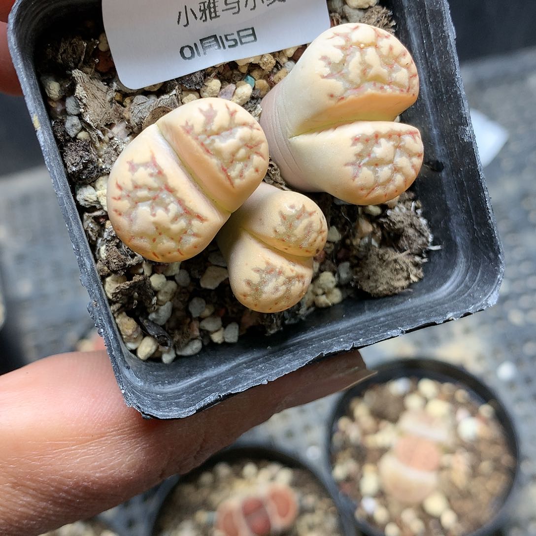 C57多肉植物保护研究所