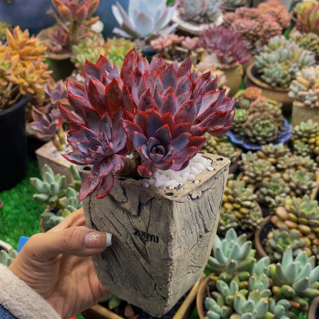 多肉植物盆栽多肉