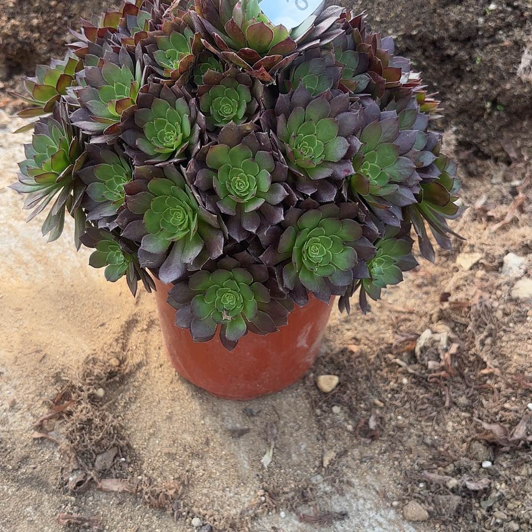 红魔多肉植物手捧105