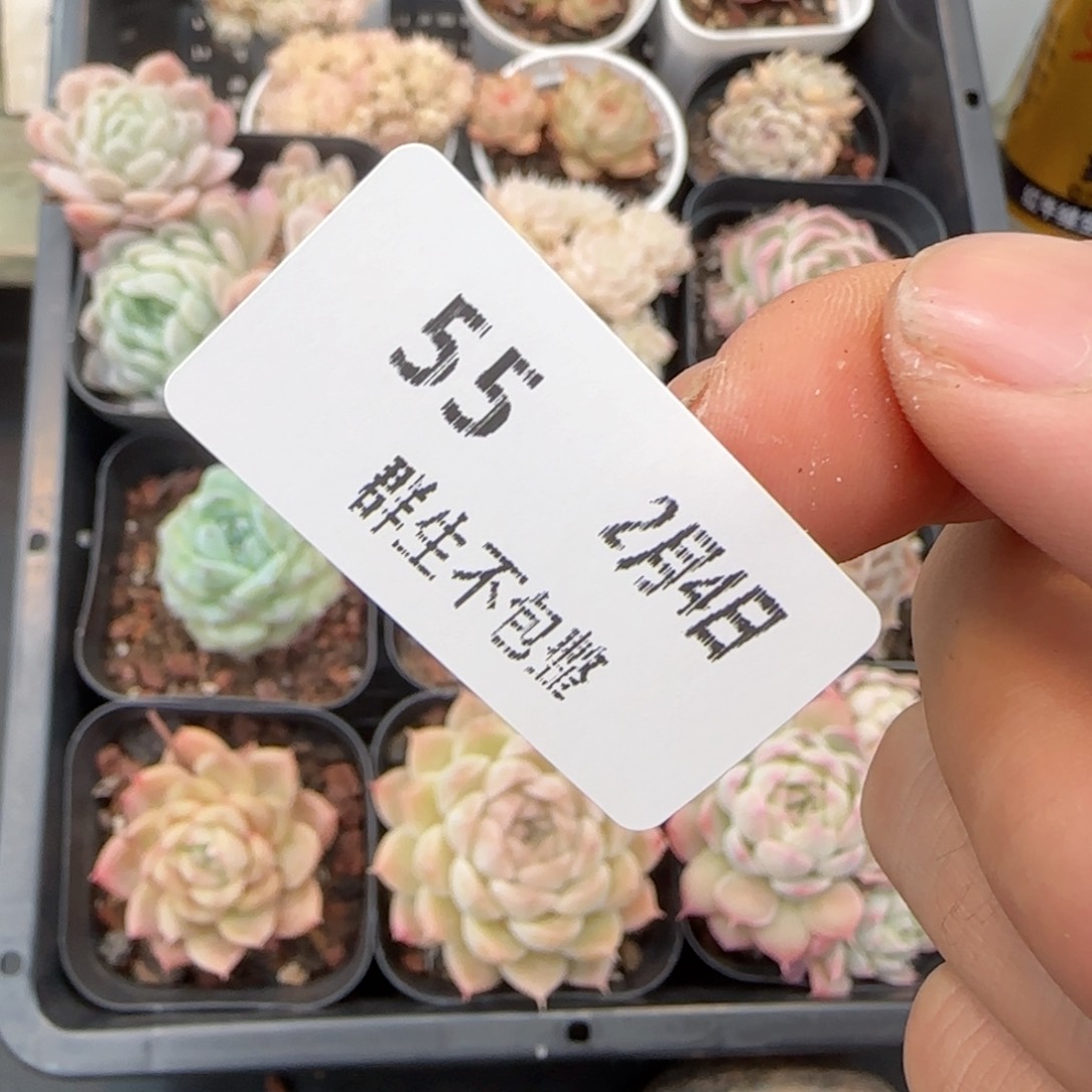 馨*框拍框拍0204-55