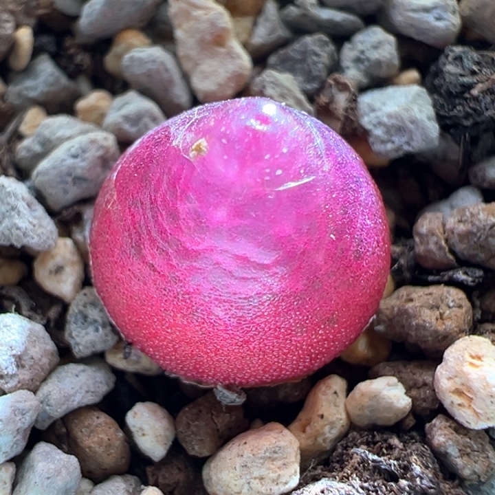 719.  优选超红灯泡福利。  