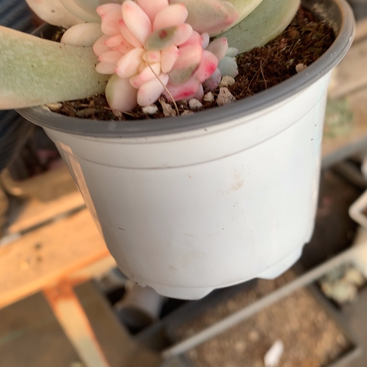 梦露锦多肉植物的