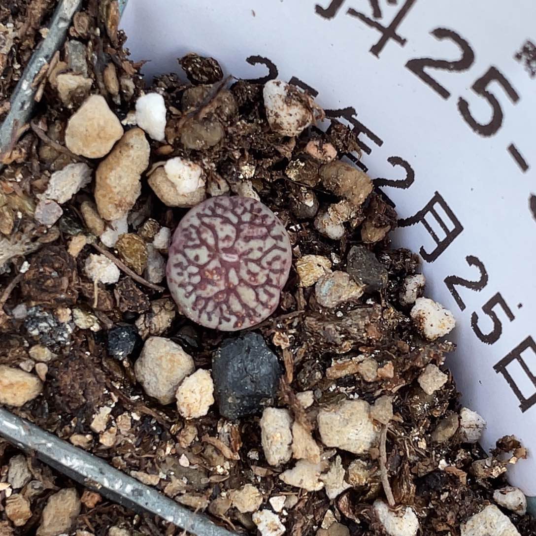 25-98唐草墨多肉植物