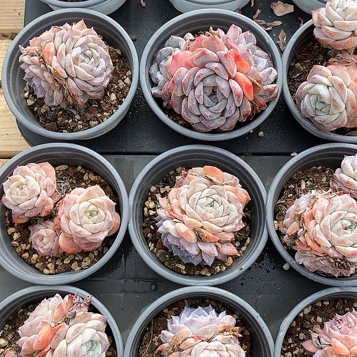 25纯爱混发 福利多多