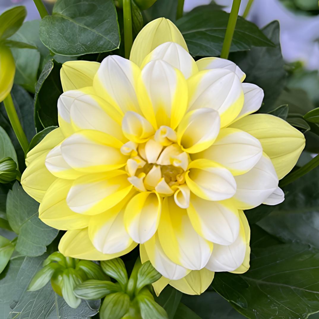 【青韵】（柠檬花脸）小丽花客厅阳台桌面盆栽