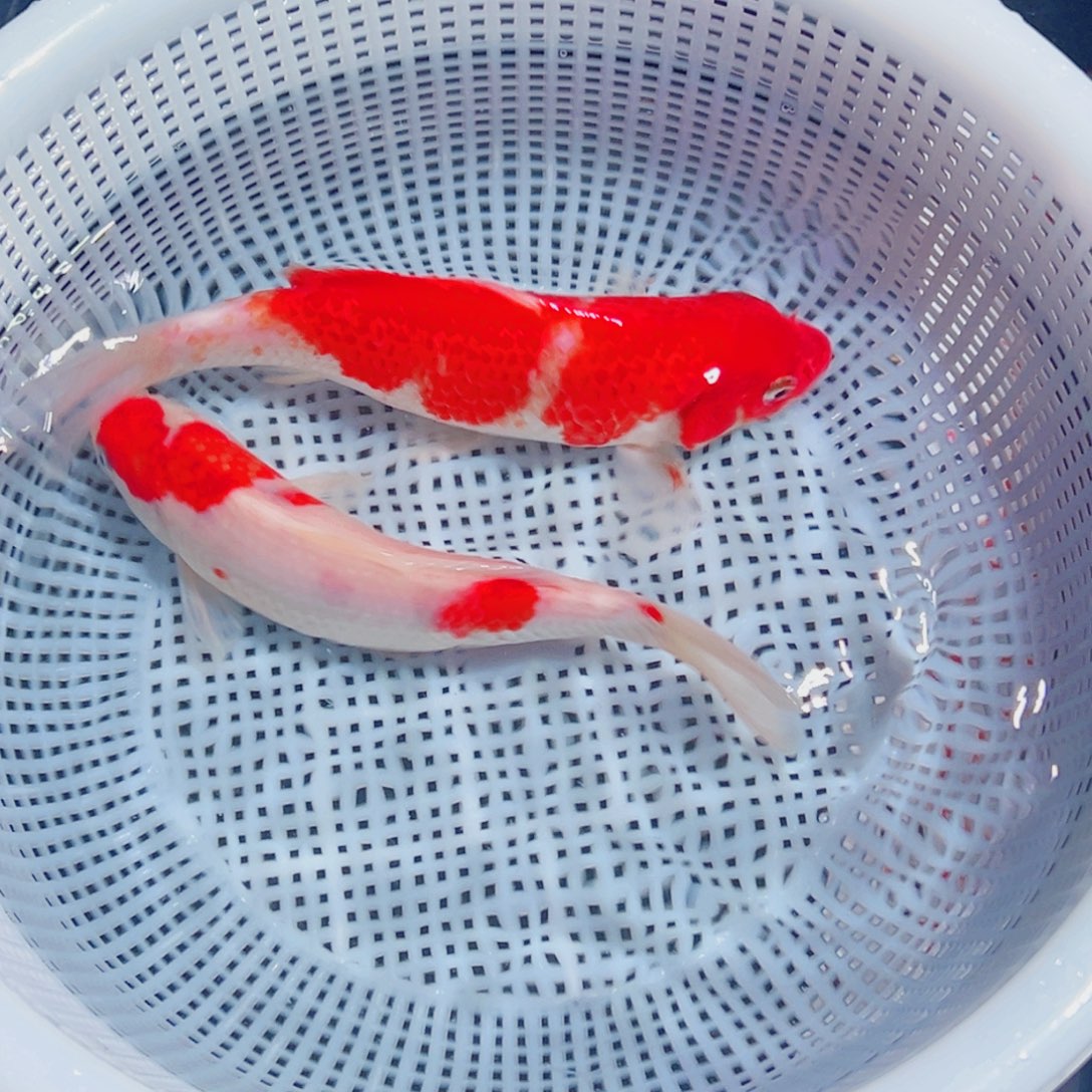 锦鲤锦鲤观赏鱼1111