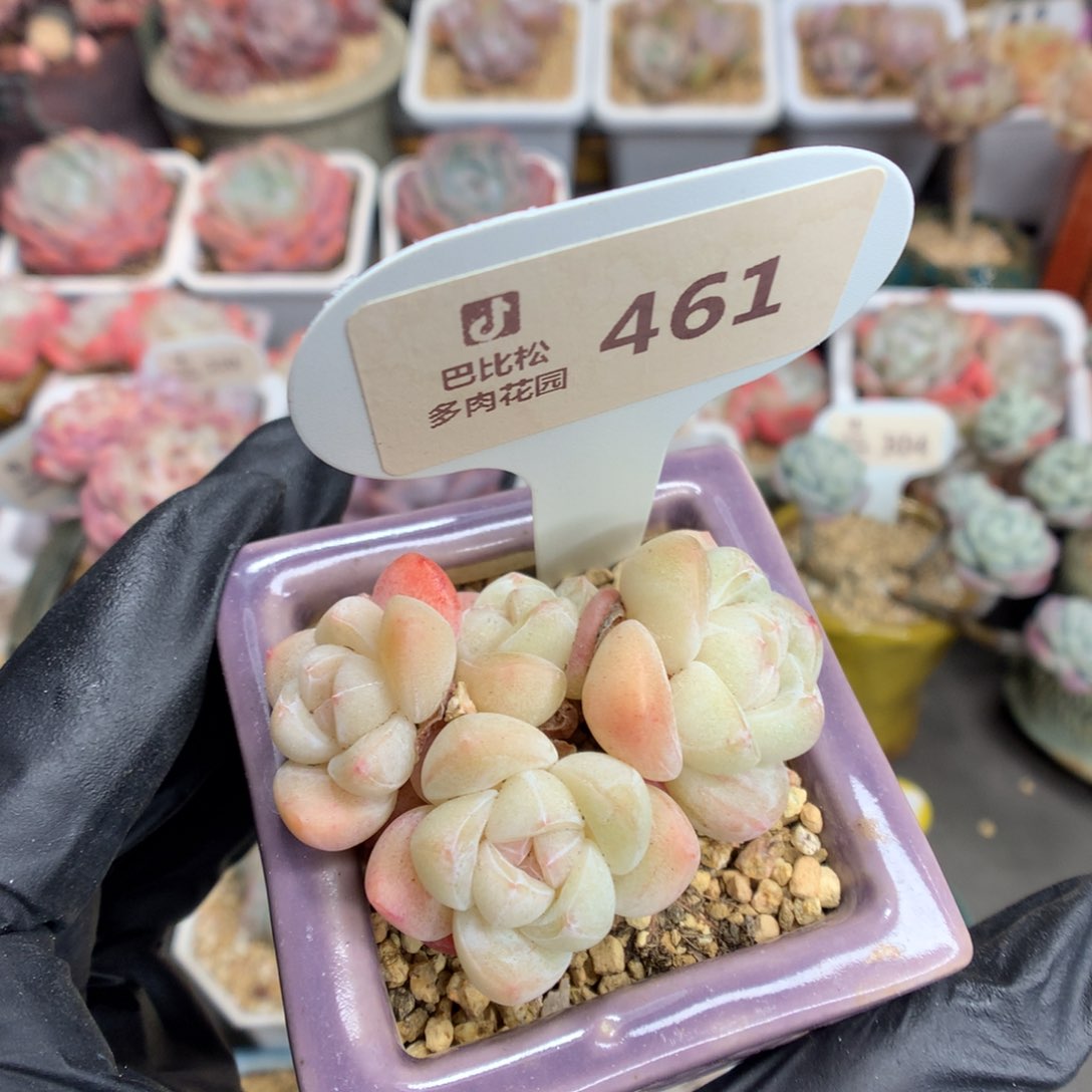 461 粉透冰玉多肉