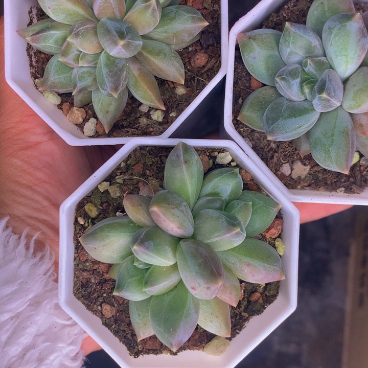 和田玉双头  （满9.99包邮不满9.99发叶子）