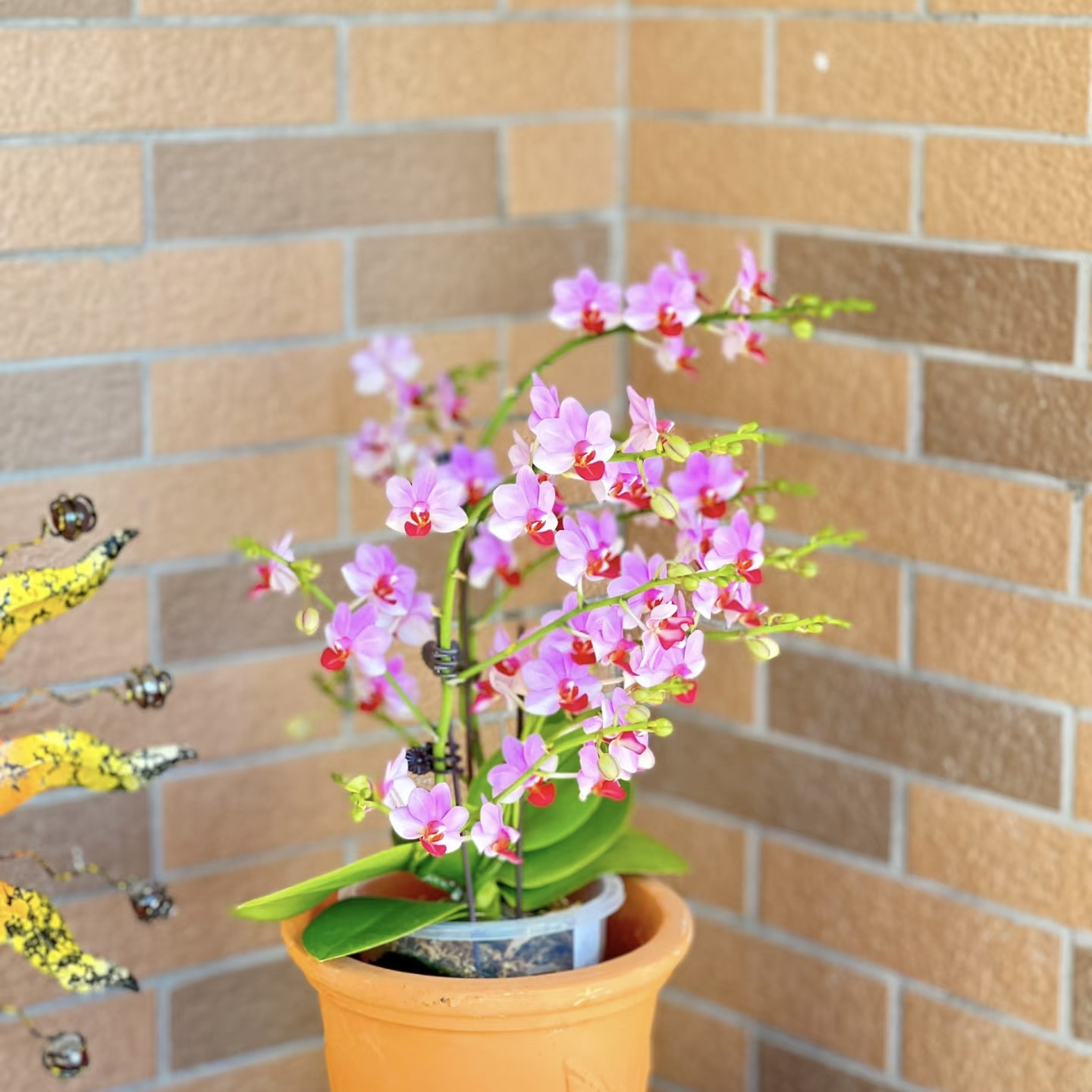 植趣【贝瑞王子】丰花迷你蝴蝶兰 3.0加高苗 剪过自然梗