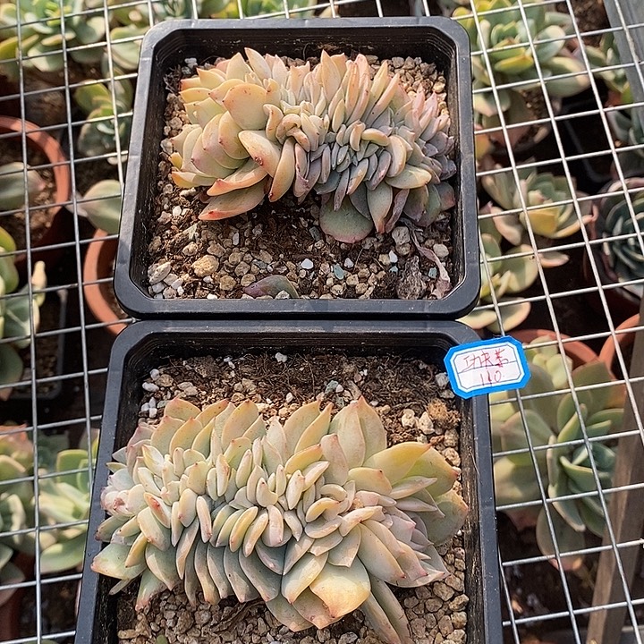 白凤血凤一物一拍