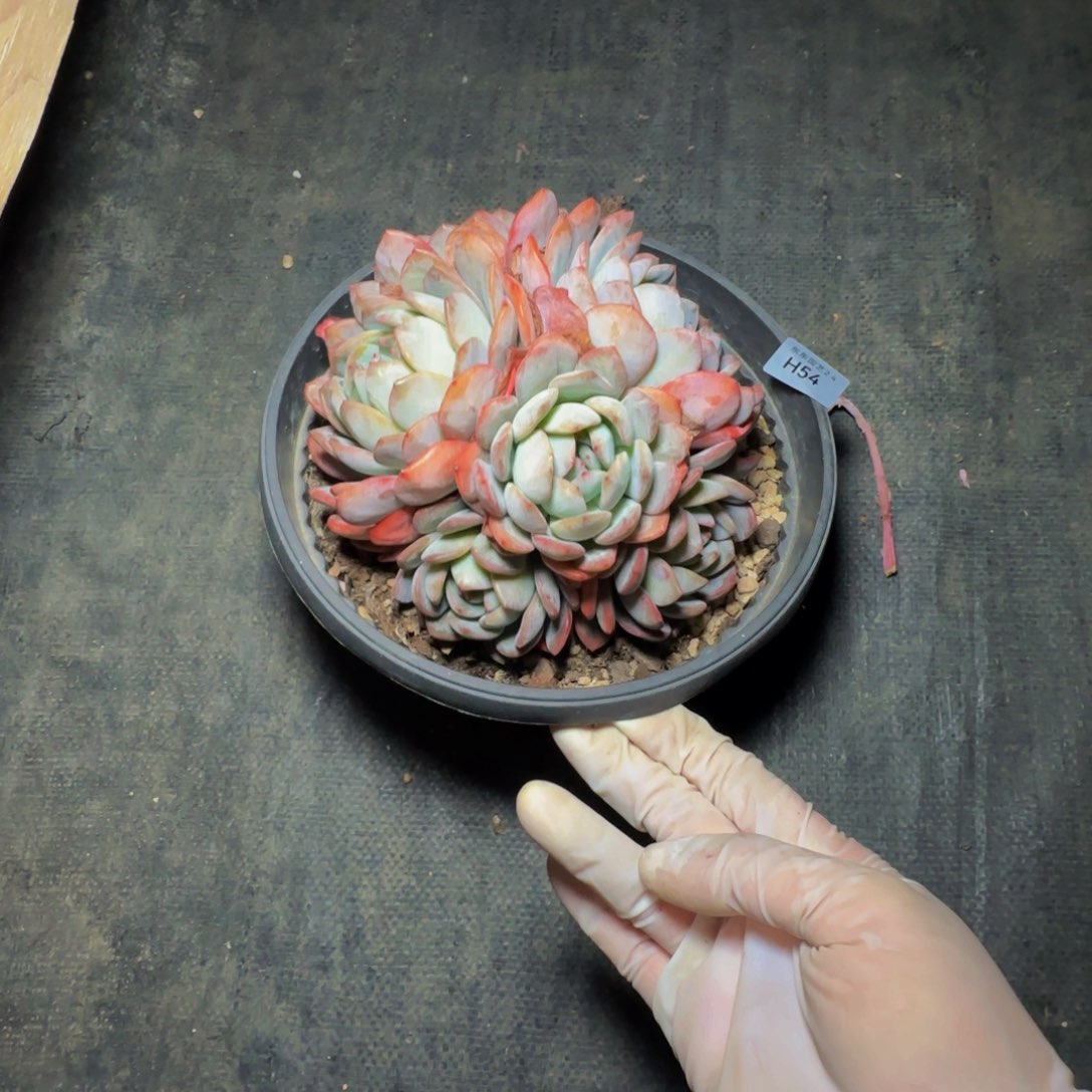 h h h h h h h h 54