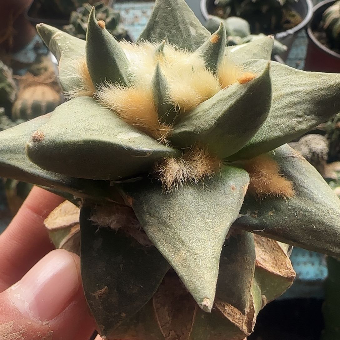 龙牙977仙人球开花