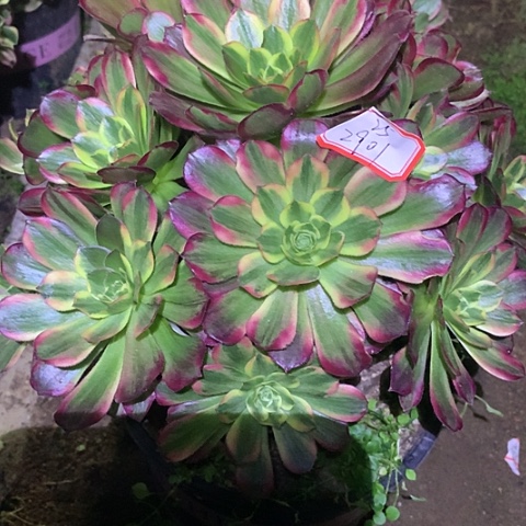 无***局2901安娜多肉植物