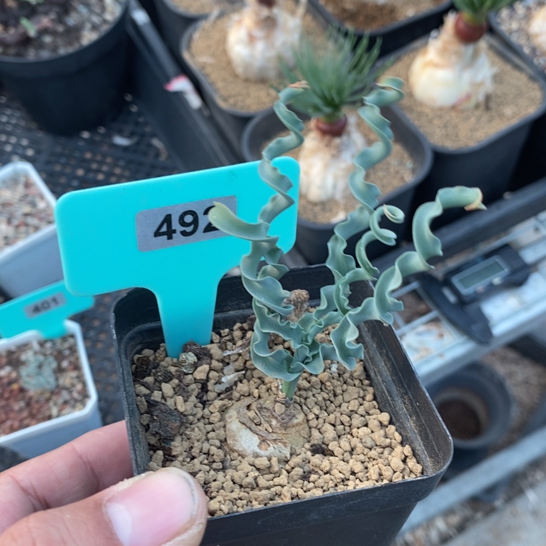 Dc弹簧草产地多肉植物