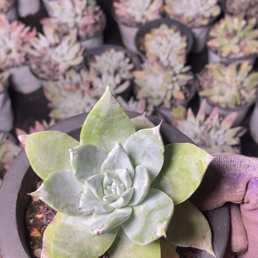 2063花哈哈哈哈哈哈哈哈哈哈哈哈