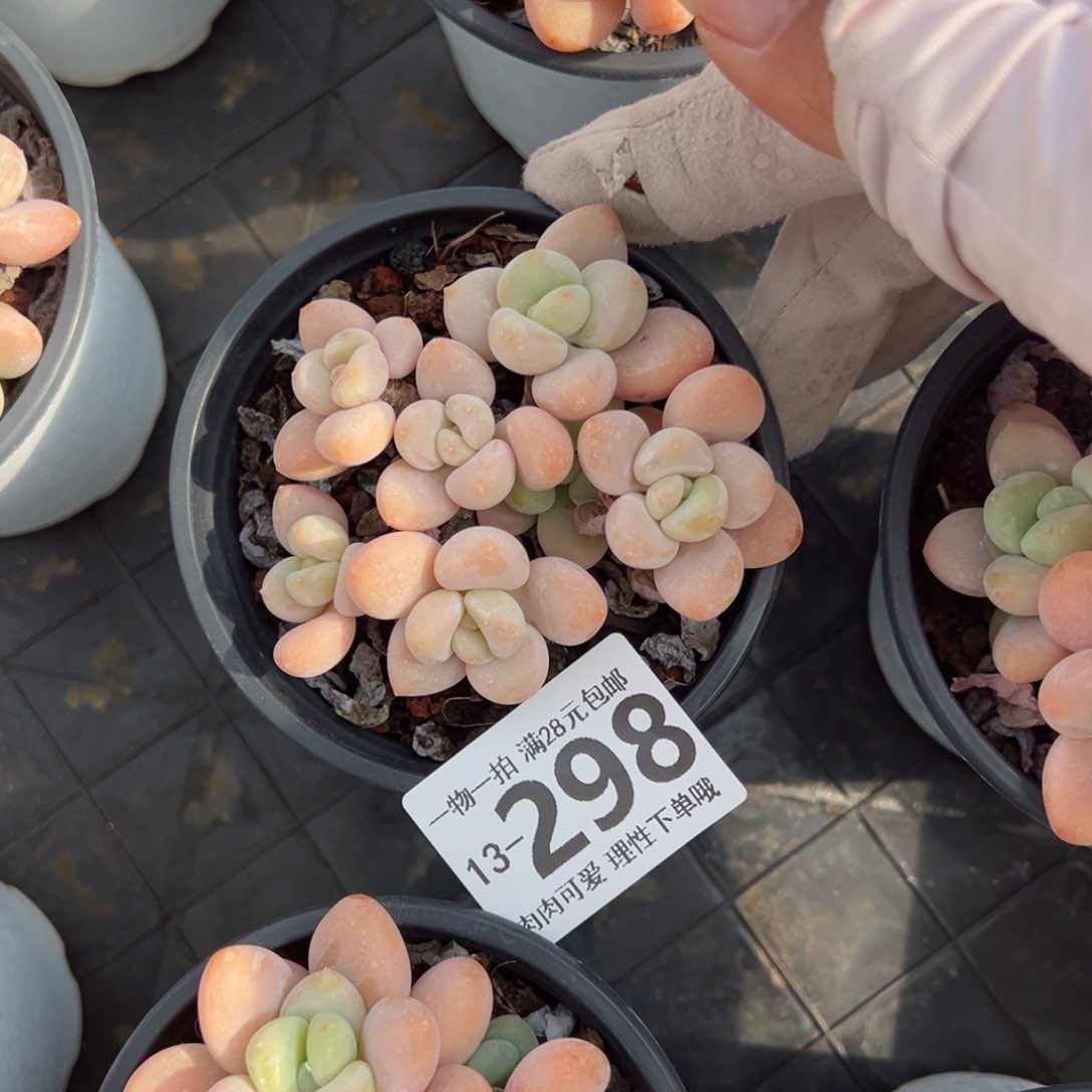 桔子洛神多肉多肉多肉