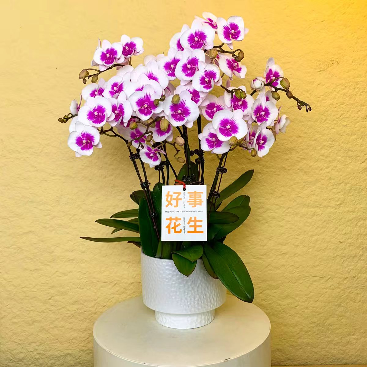 【风筝】蝴蝶兰盆栽 大花舌白色紫色点缀 高端室内装饰花