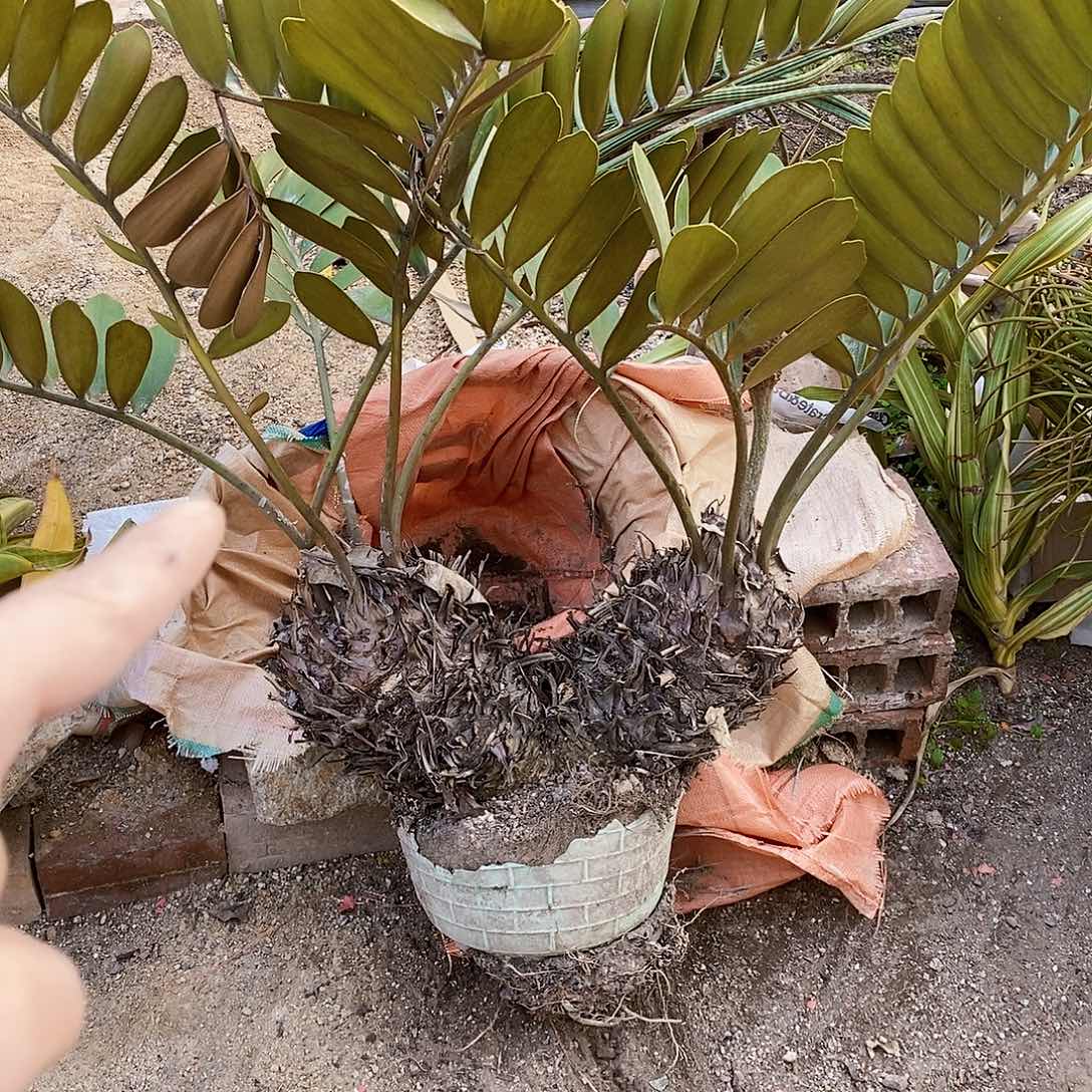 双头墨铁一颗发货