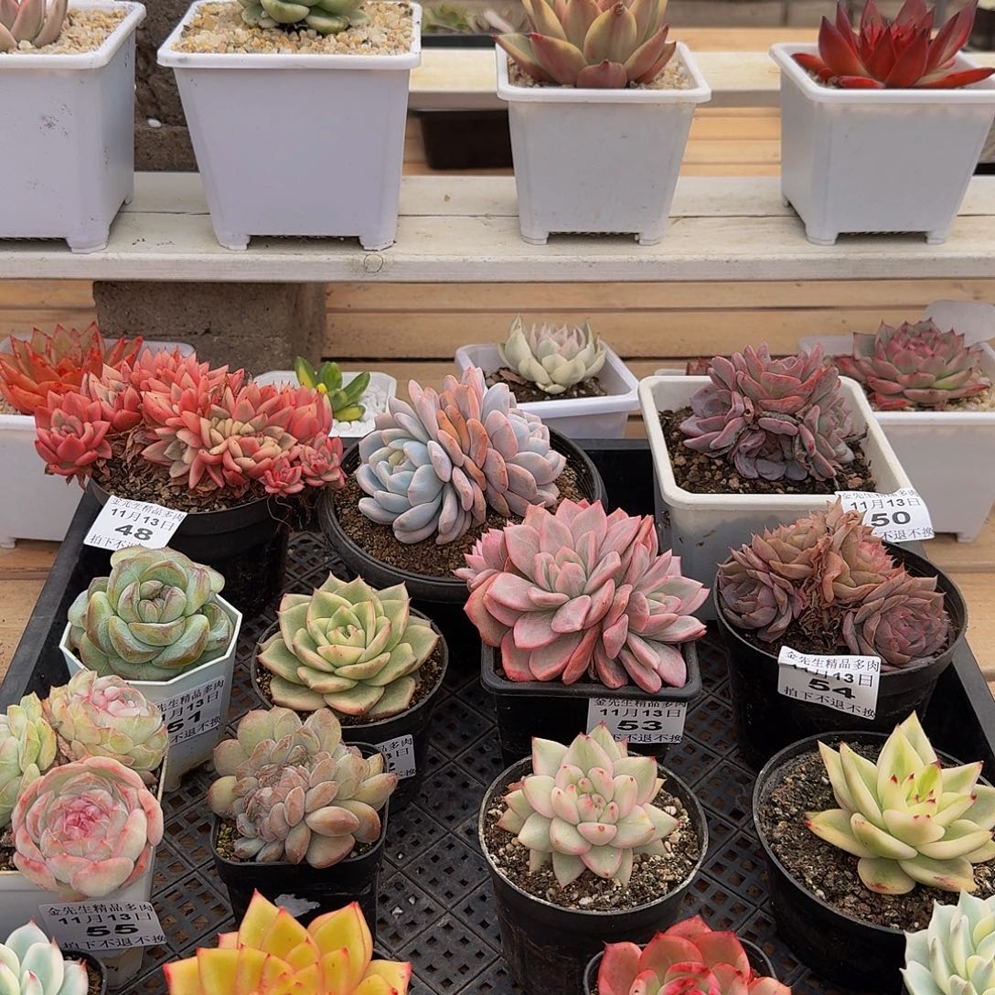 V***r1113-56组合今天发货