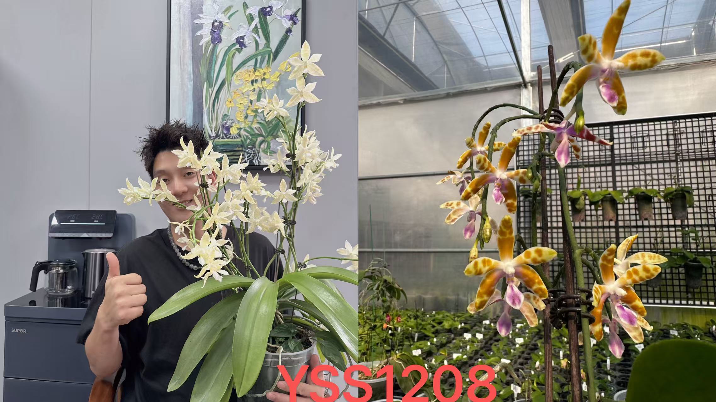 YSS1208 象形文字交橘玛丽 3寸 苗株 少根 有瑕疵