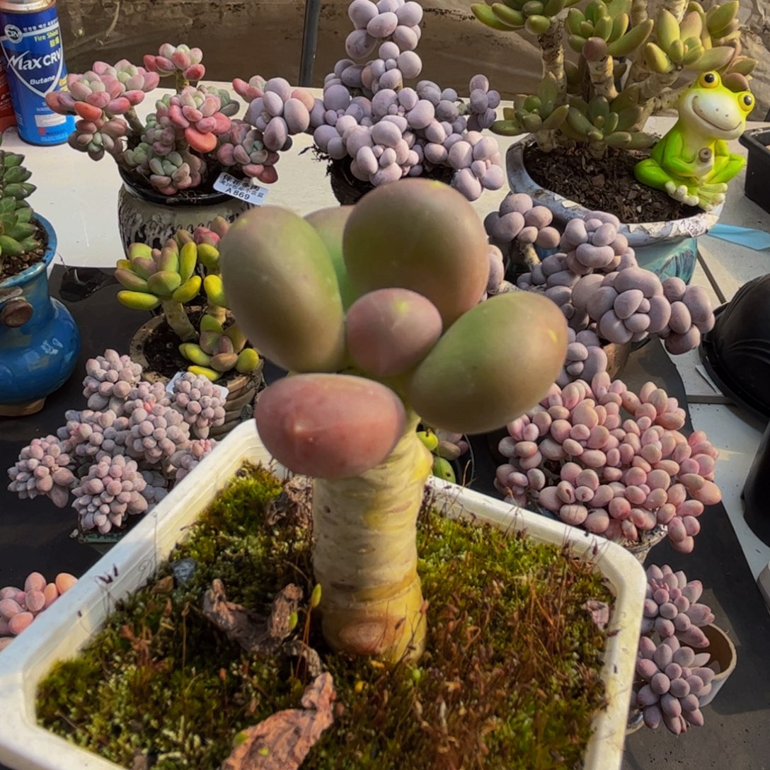 460/5cm芒果奶多肉植物