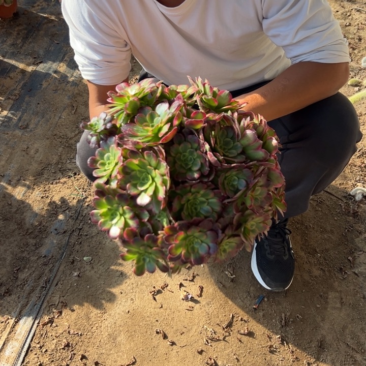 15.8安娜一颗包邮