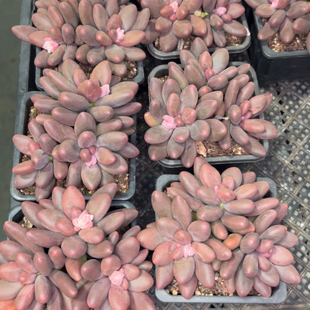 从前慢花园多肉精选编号1.2糖果美人