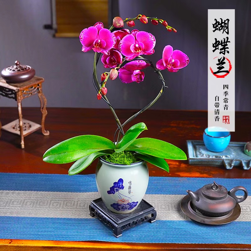 双星光芒蝴蝶兰盆栽桌面茶几净化空气四季常青办公室内花卉绿植花