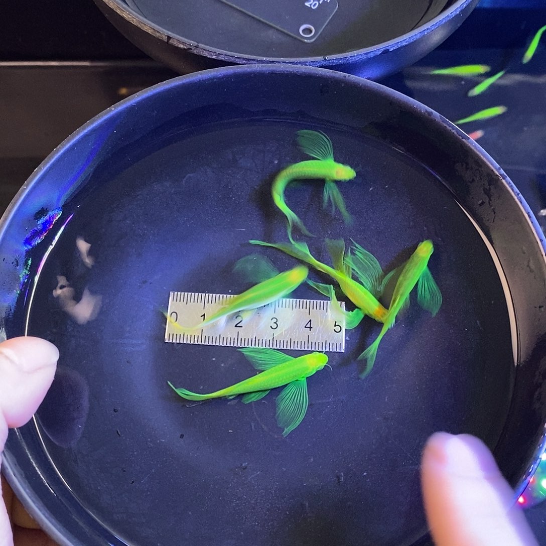 斑马鱼蝶翼斑马精品大种鱼翡翠绿5个
