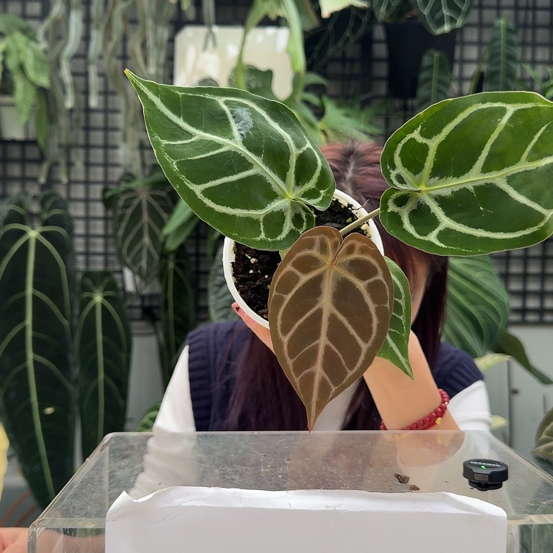 完全开放O39粉脉铜锣烧