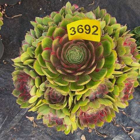 3692莲花座多肉植物