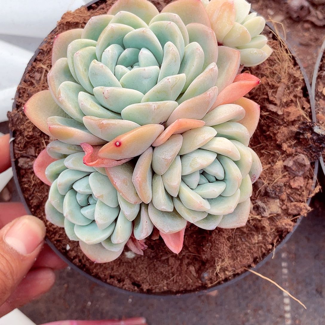 P****?冰玉1个猫姐多肉包邮