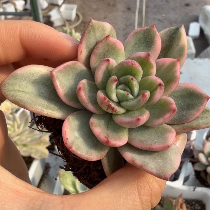 发光玫瑰锦多肉植物