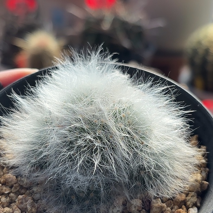 仙人球实生无刺丽光殿