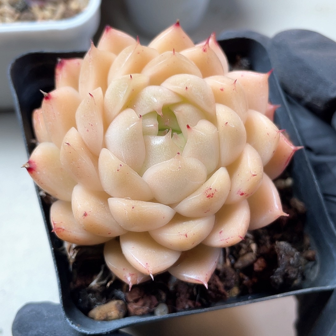 优选麦秆福利1090